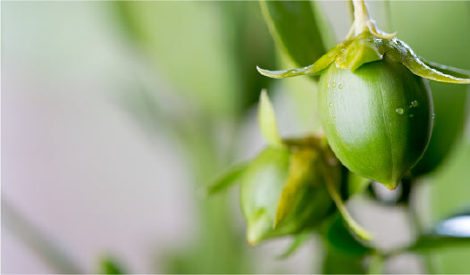 ARGAN OIL