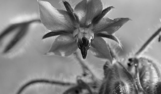 BORAGE OIL