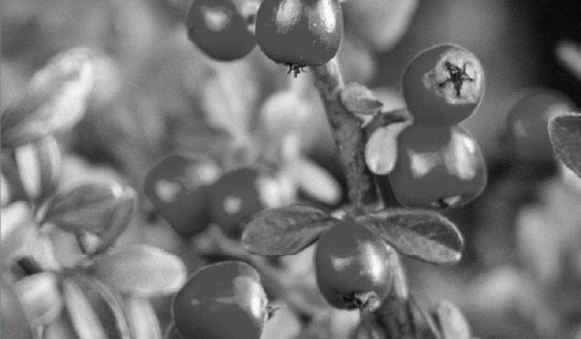 BEARBERRY EXTRACT