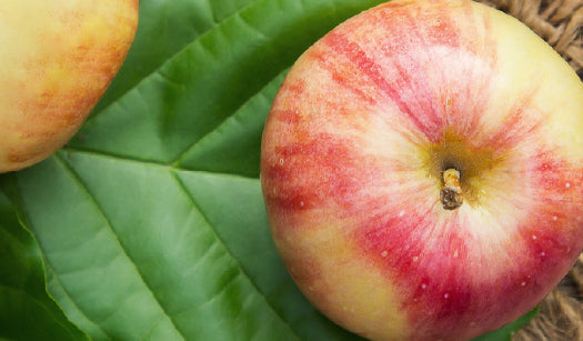 SWISS APPLE STEM CELLS