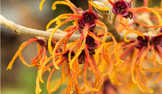 witch hazel