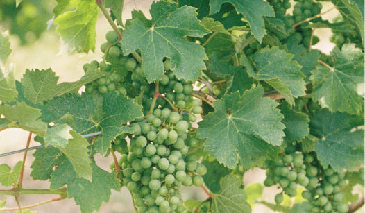 grape stem cells