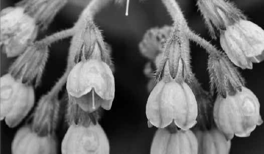COMFREY
