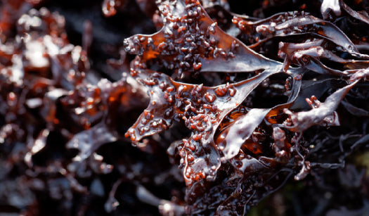 RED ALGAE