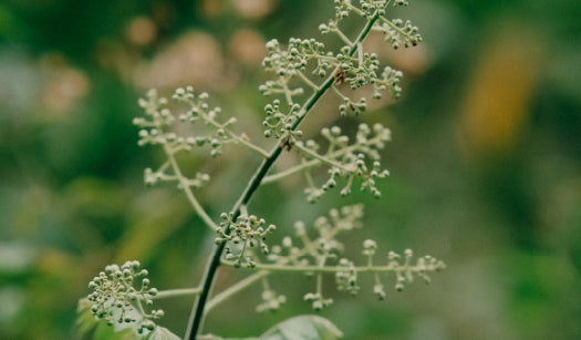 NEEM OIL
