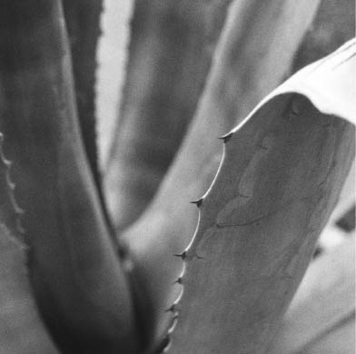 aloe vera