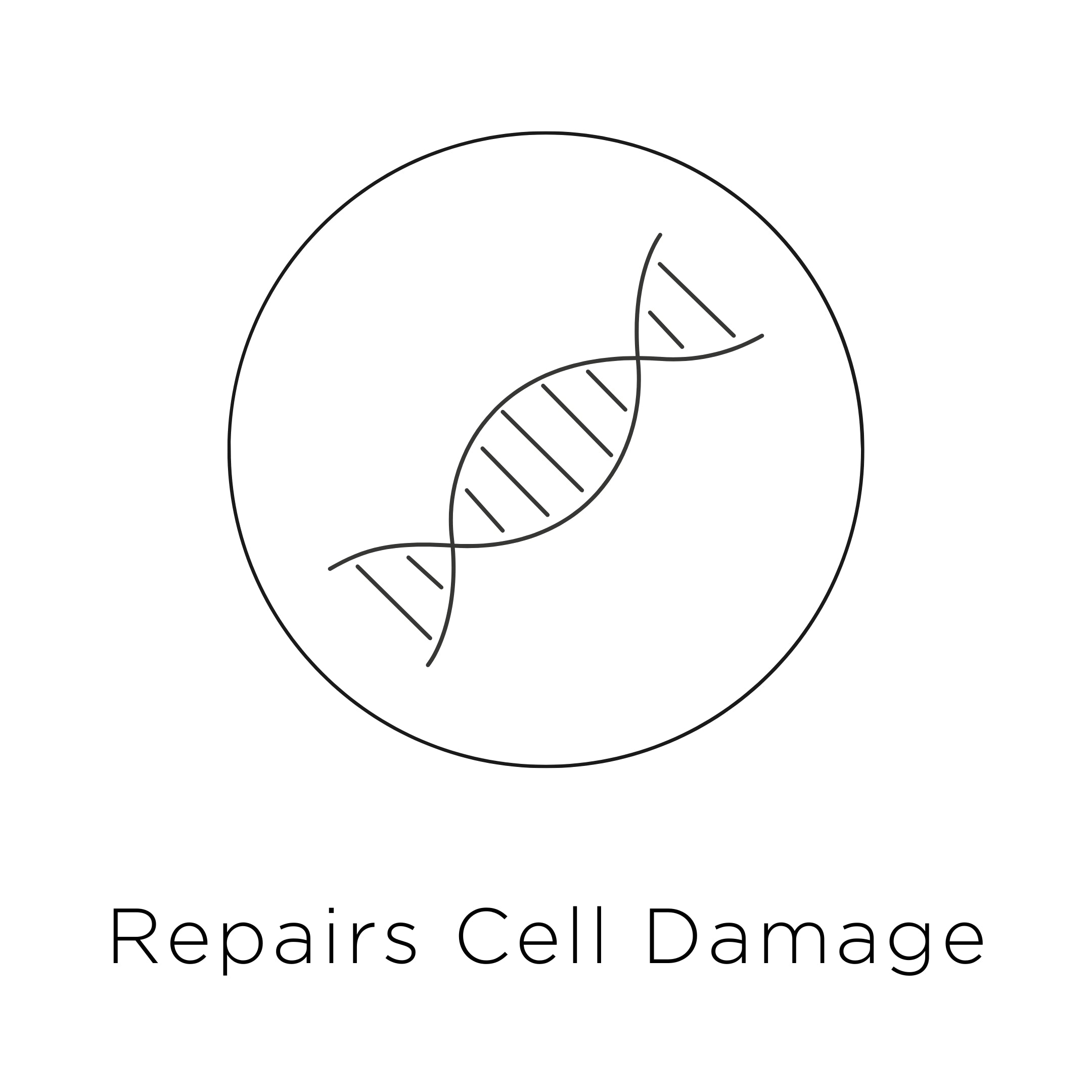 Powerful antioxidants, anti-inflammatory, and skin-rebalancing benefits. The result? A healthier skin barrier, less visible irritation, and long-term comfort you can rely on.